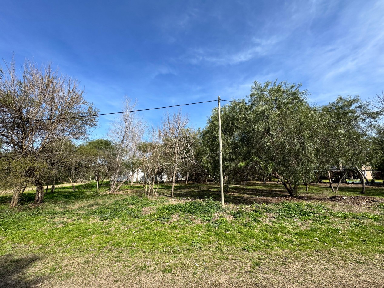 VENTA GRAN LOTE SAUCE MONTRULL