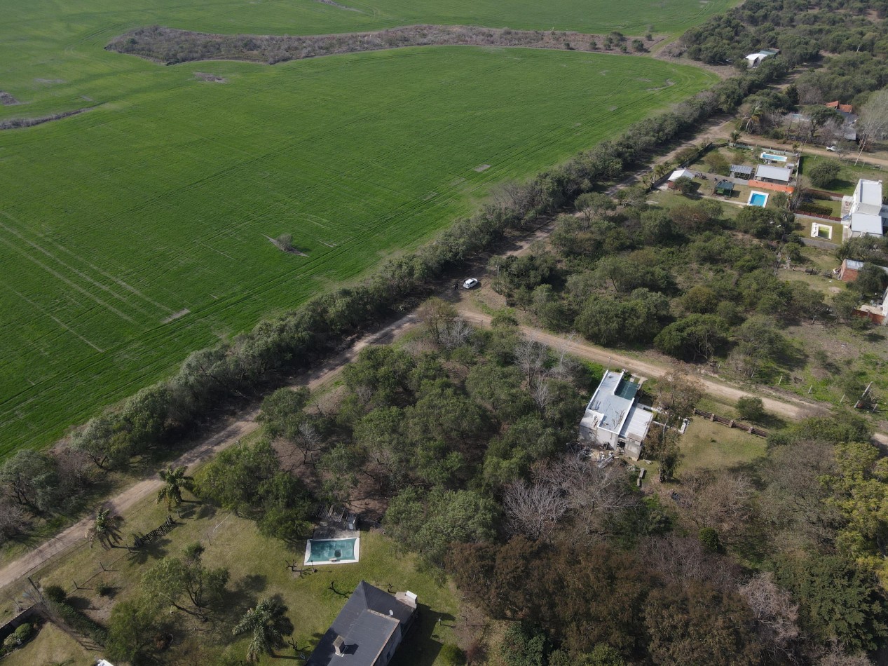 VENTA GRAN LOTE SAUCE MONTRULL